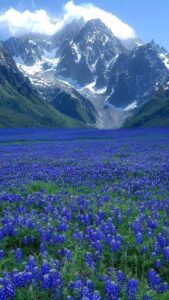 valley of flowers national park in uttarakhand